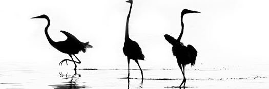 AITOR_SANZ's profile banner image