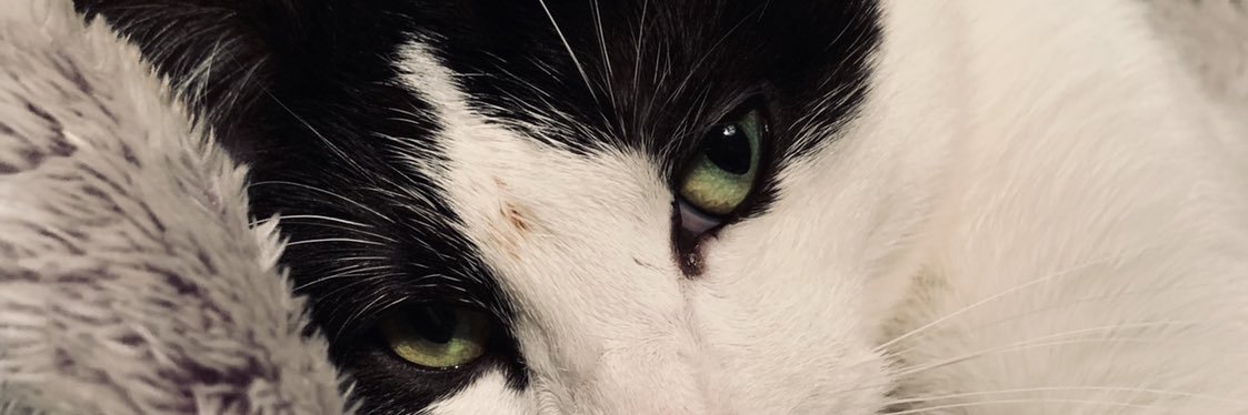 samstsweet's profile banner image