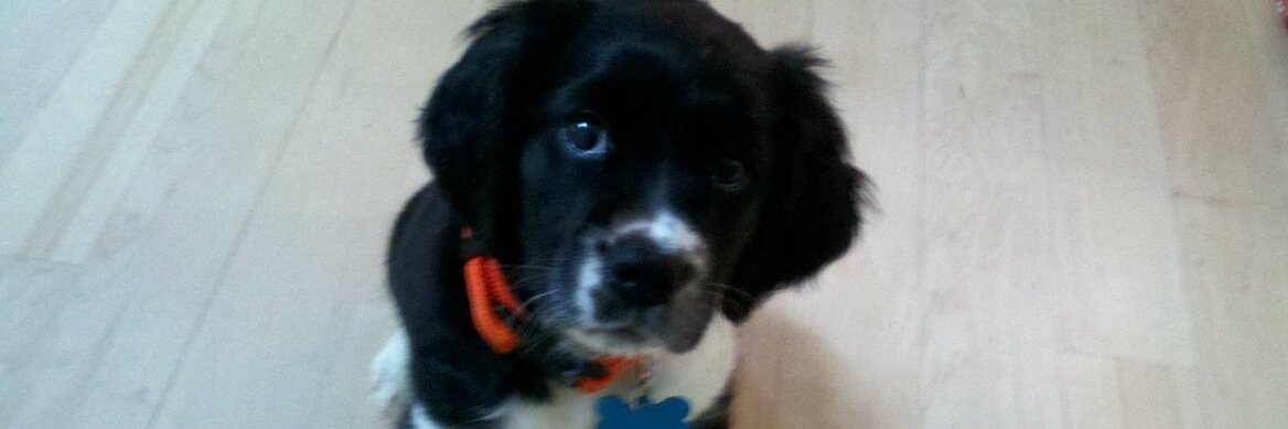 Chris Van Alstine banner