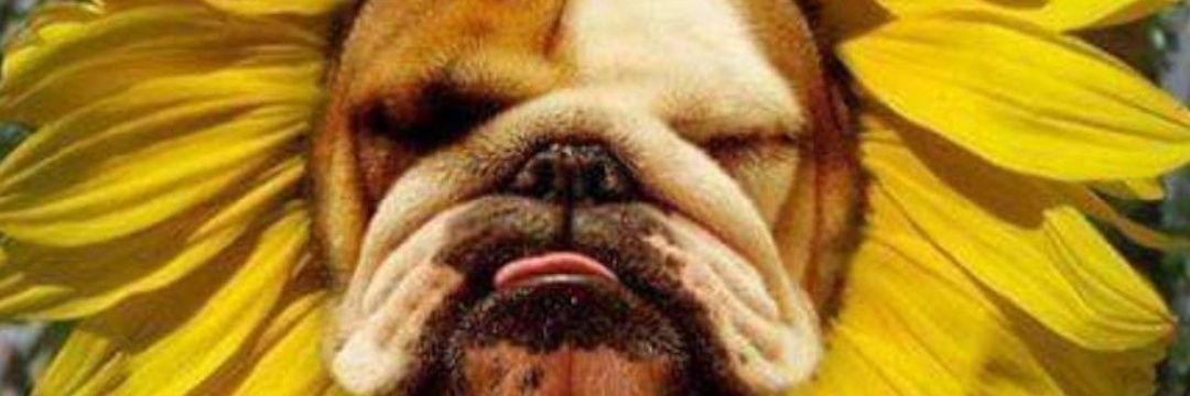 Soapopera25's profile banner image