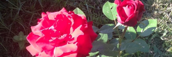 SarahBreg's profile banner image