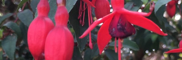 pebsmax Profile Banner