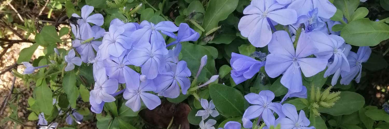dibahyo's profile banner image