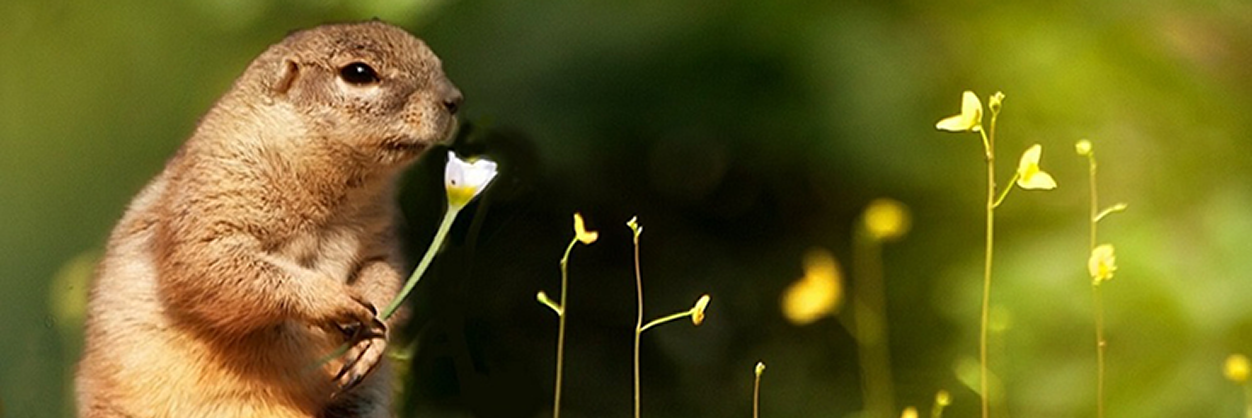 fenamode's profile banner image