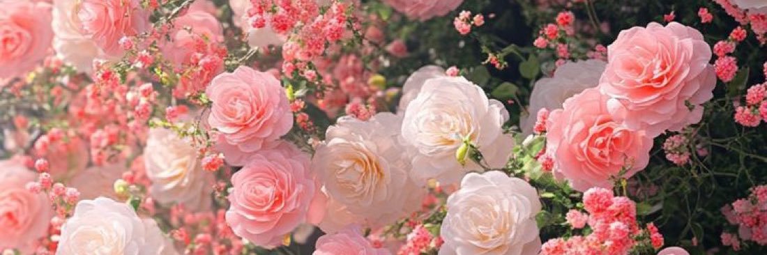 princeJAY🌸 banner