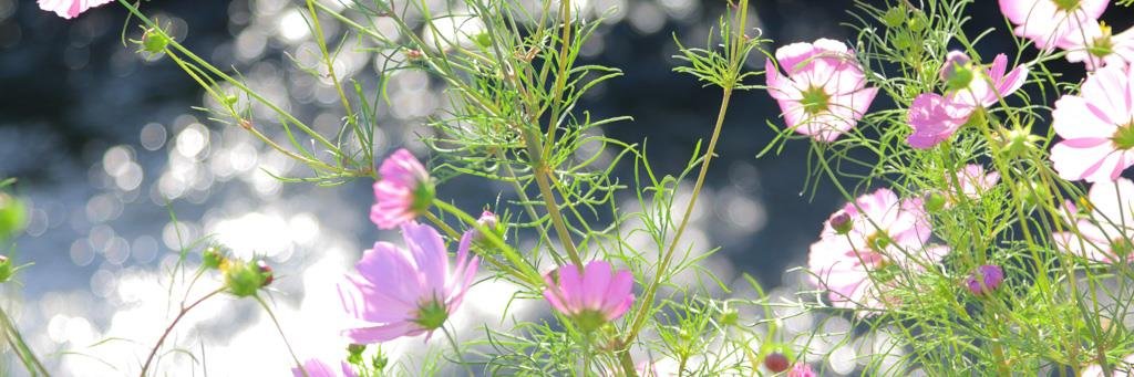 むっちしす banner