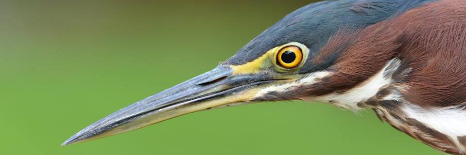 Powdermill_CMNH's profile banner image