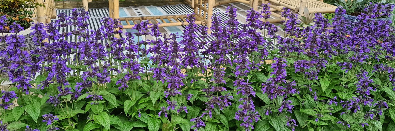 Plantlover Peter banner