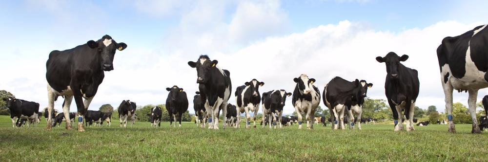 MillDairy's profile banner image