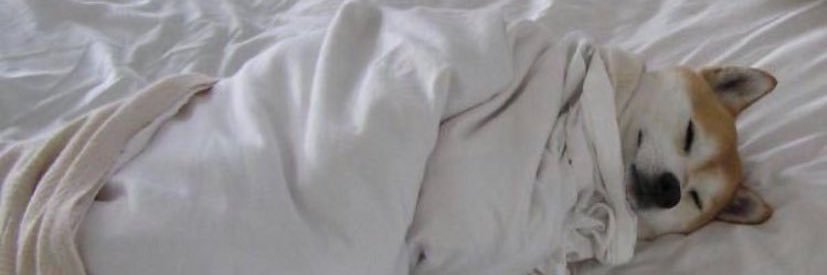 SarahiAlexa's profile banner image