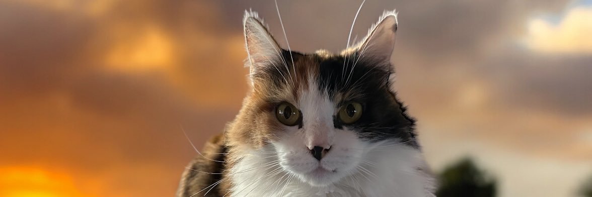 CaroCivilotti's profile banner image