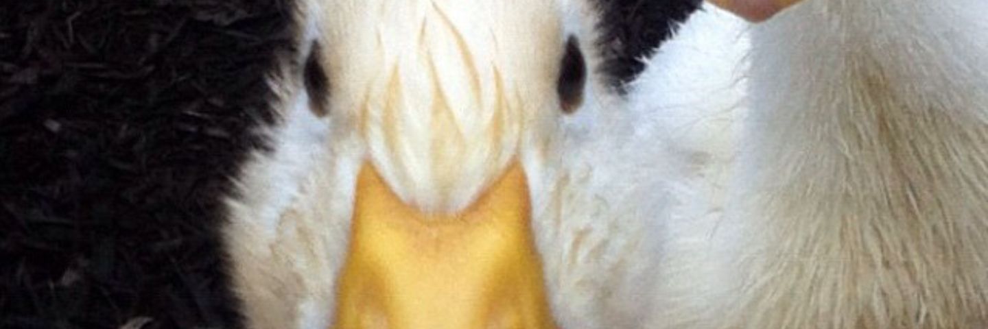 MilicevicAshley's profile banner image