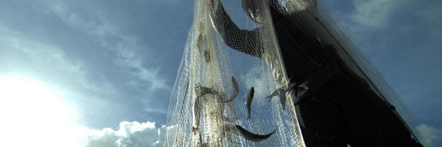 Chilepesca's profile banner image