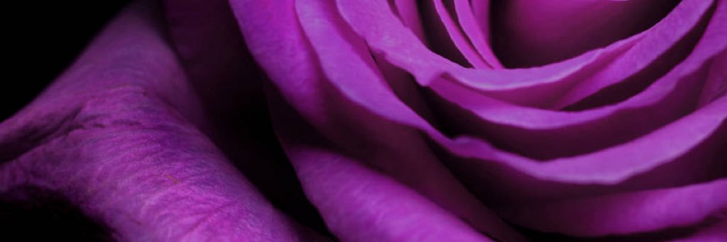 StlMagnolia1's profile banner image