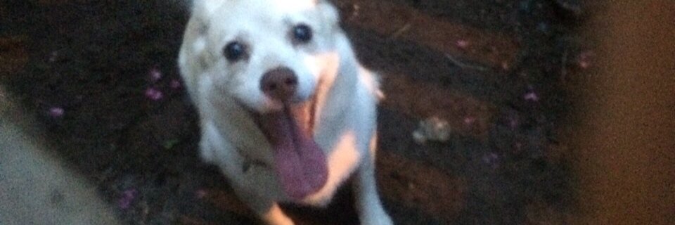 find_chiko's profile banner image