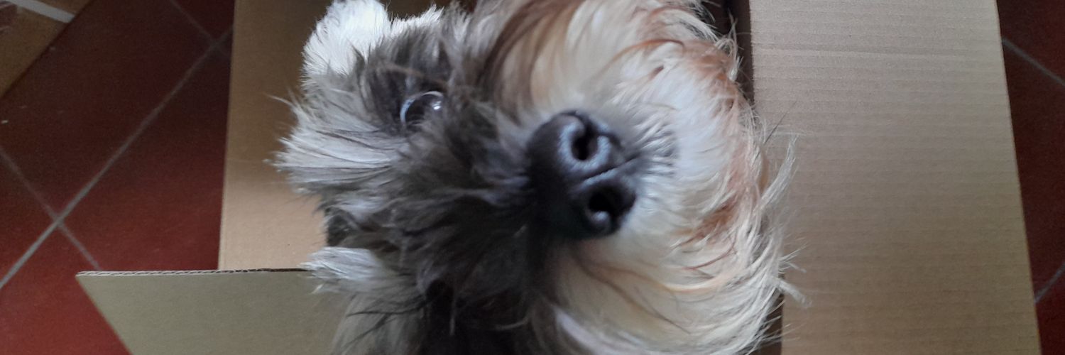 lilybara77's profile banner image