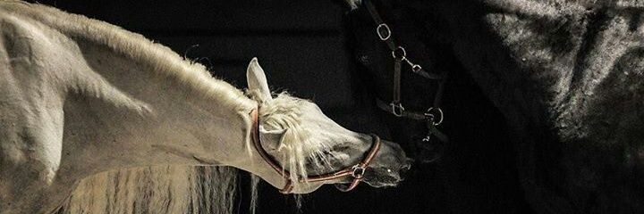 amals_73's profile banner image