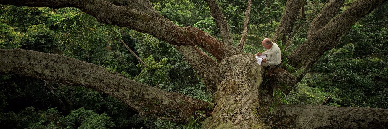 Arboritecture's profile banner image