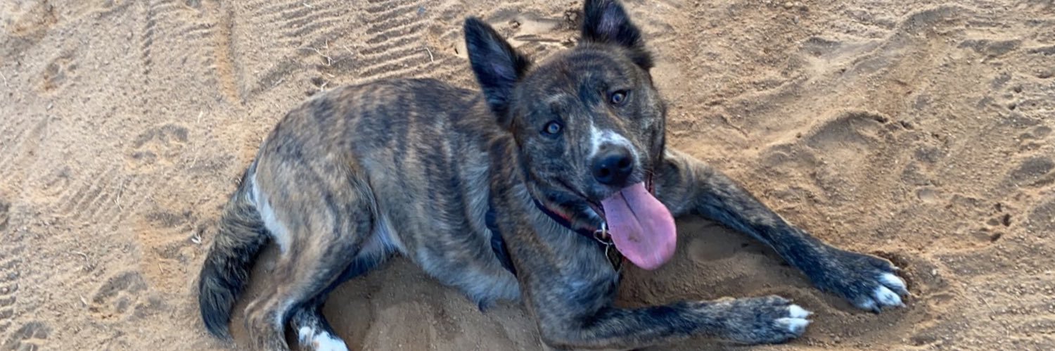 Casey Schweitzer🌻 banner