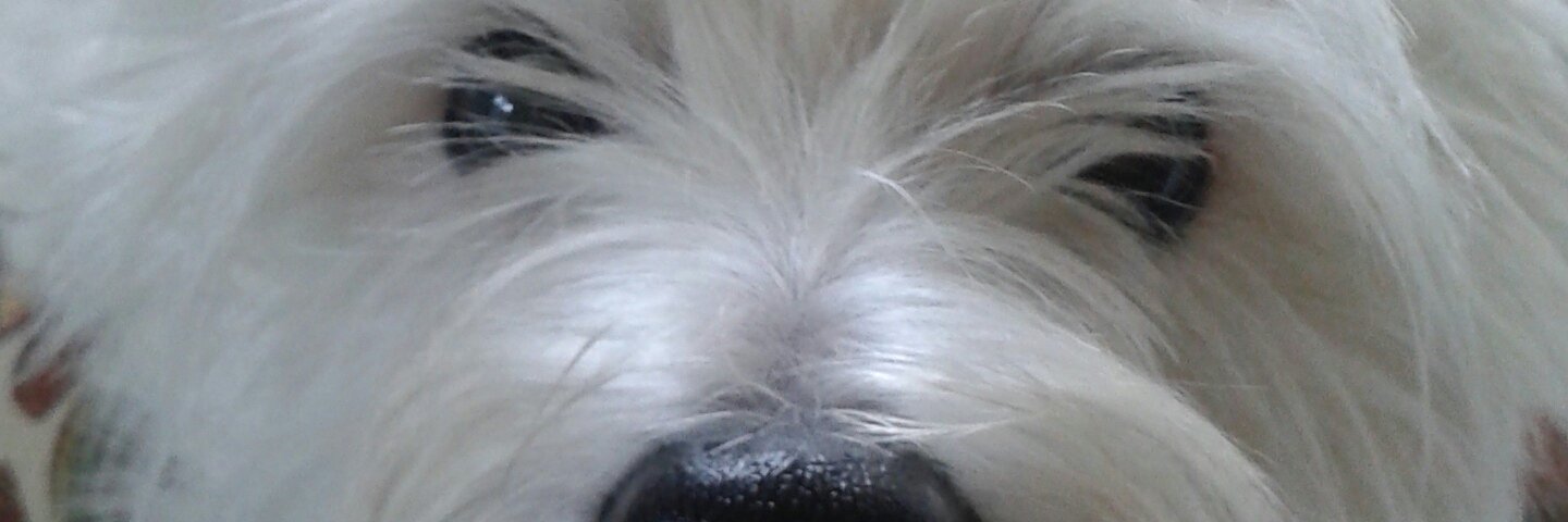 BaileyHomer's profile banner image