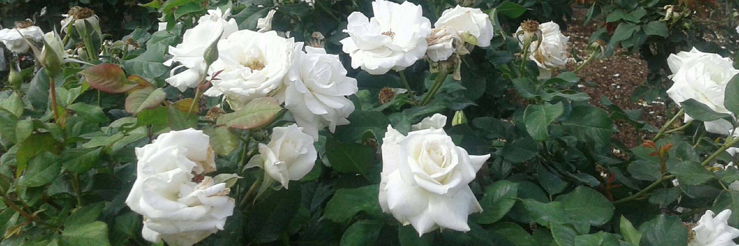 TookaQueen's profile banner image