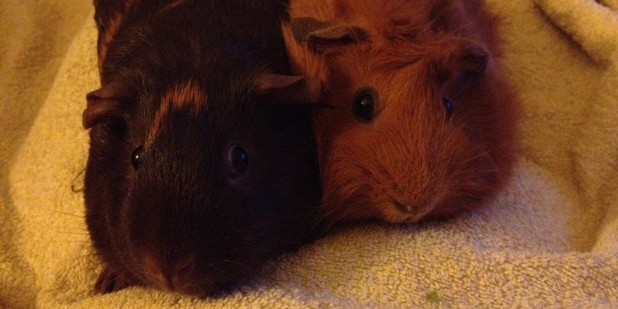 Gemma Mallett banner