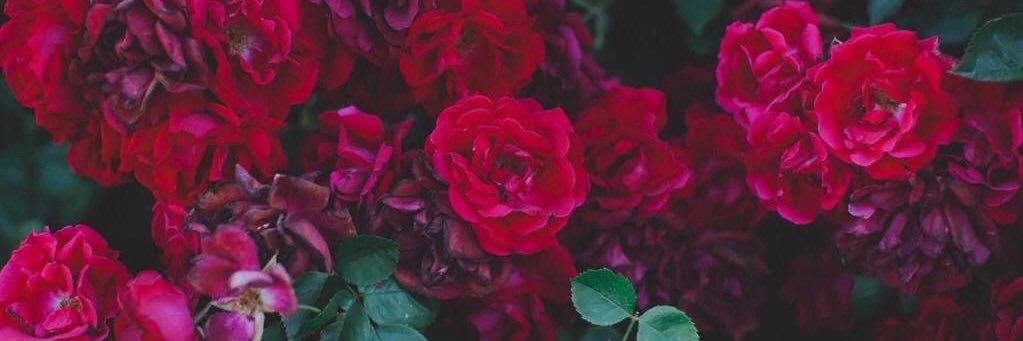Miss_Maidyy's profile banner image