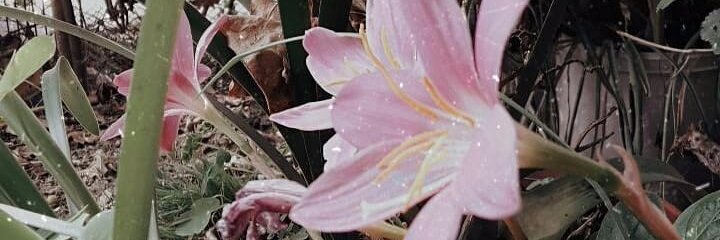 LinDiaz096's profile banner image