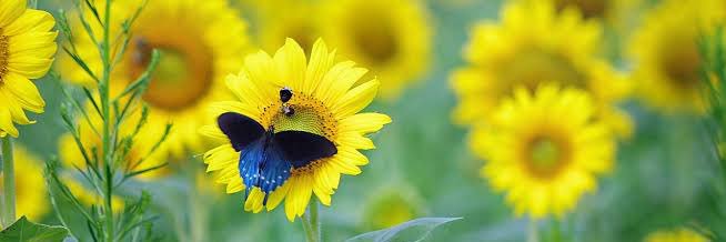 Sustainable Growth Initiative 🌍 banner