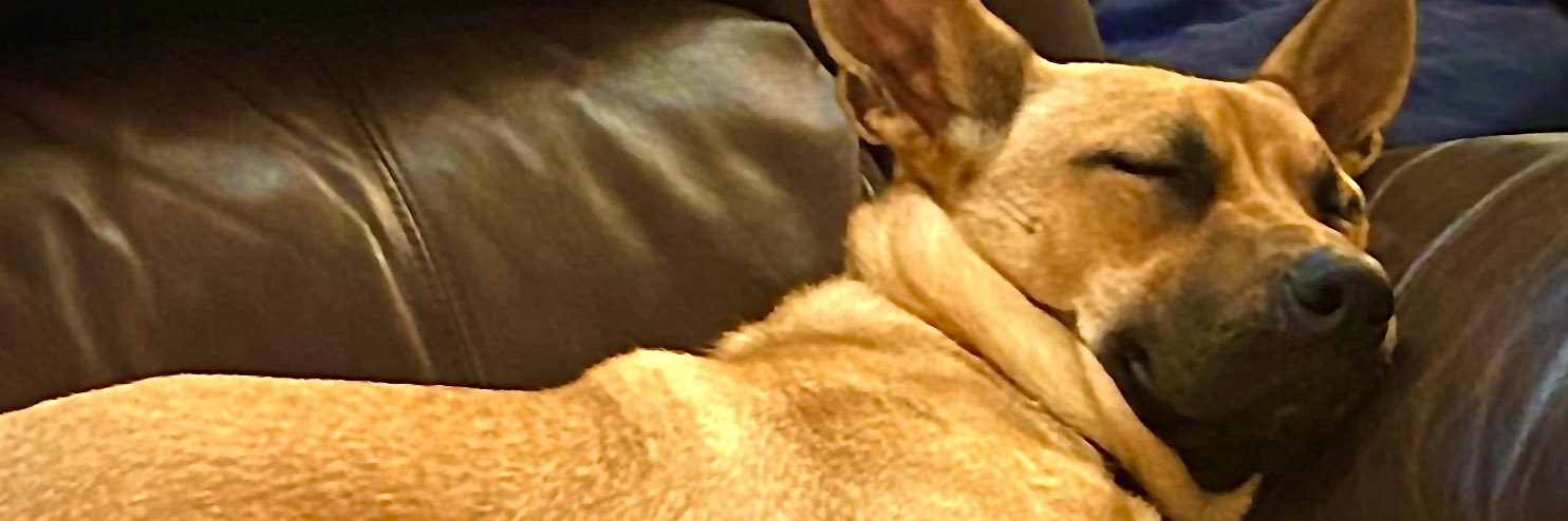 Daddy Duty🫡🇵🇸🫡🇵🇸🫡🇵🇸🫡🇵🇸 banner