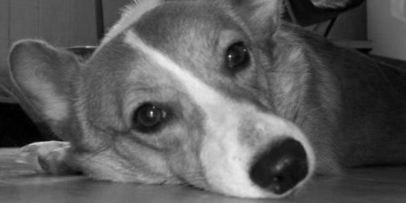 JessOltman's profile banner image