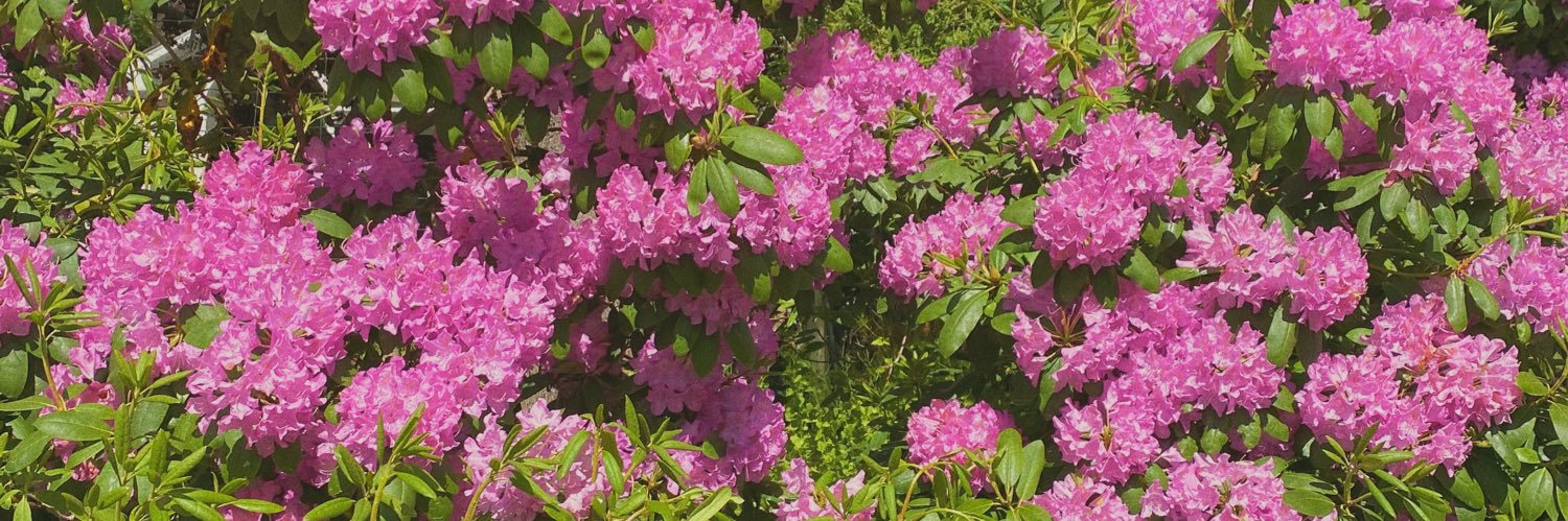 shereenstarr's profile banner image