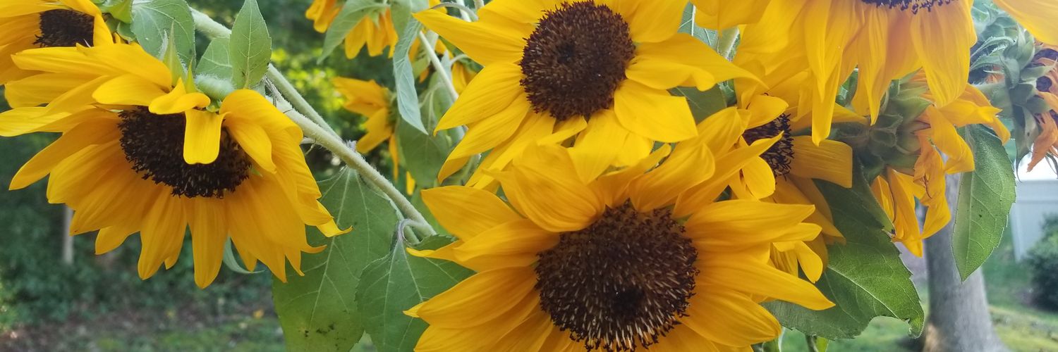 Jennifer Bailey 🌻 banner