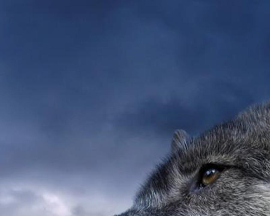 incitysene's profile banner image