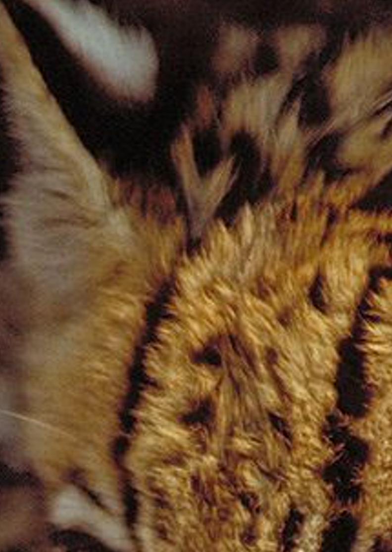 atinioil's profile banner image