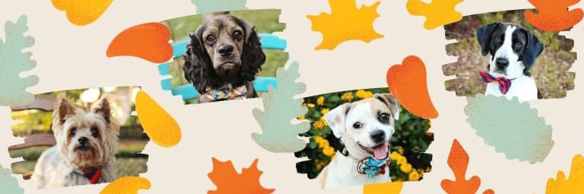 AgapeRescue's profile banner image