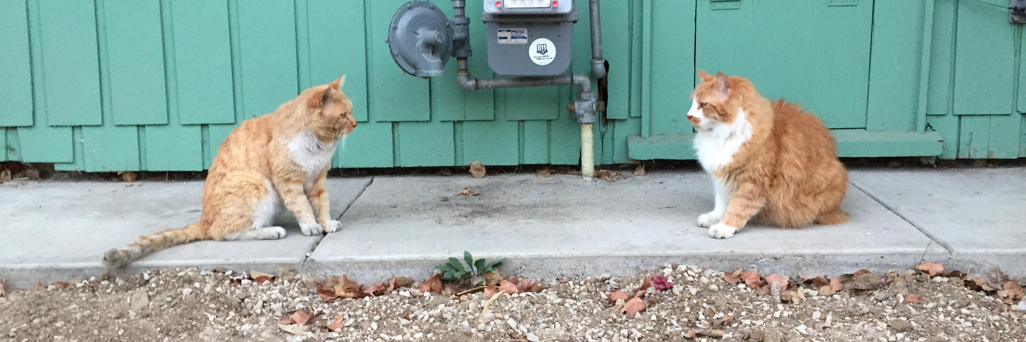 Dröfn Snorradóttir banner