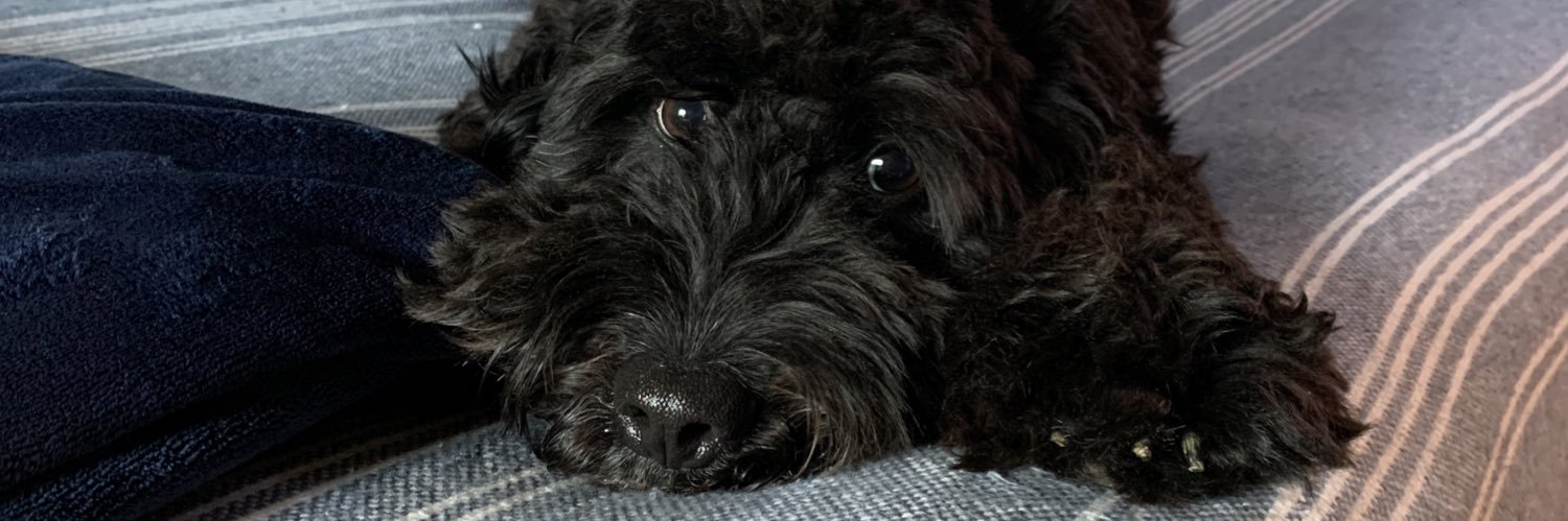 maddy lite banner