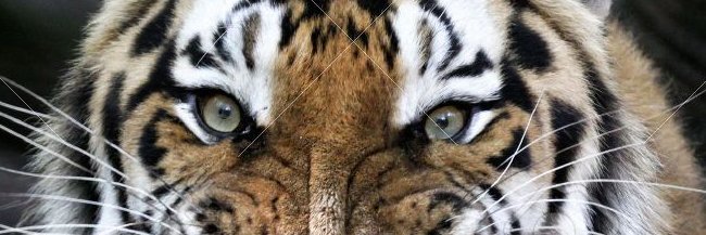 conh_385's profile banner image
