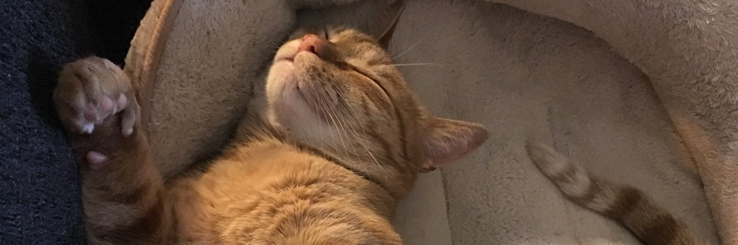 Angel Rusty & Milo banner