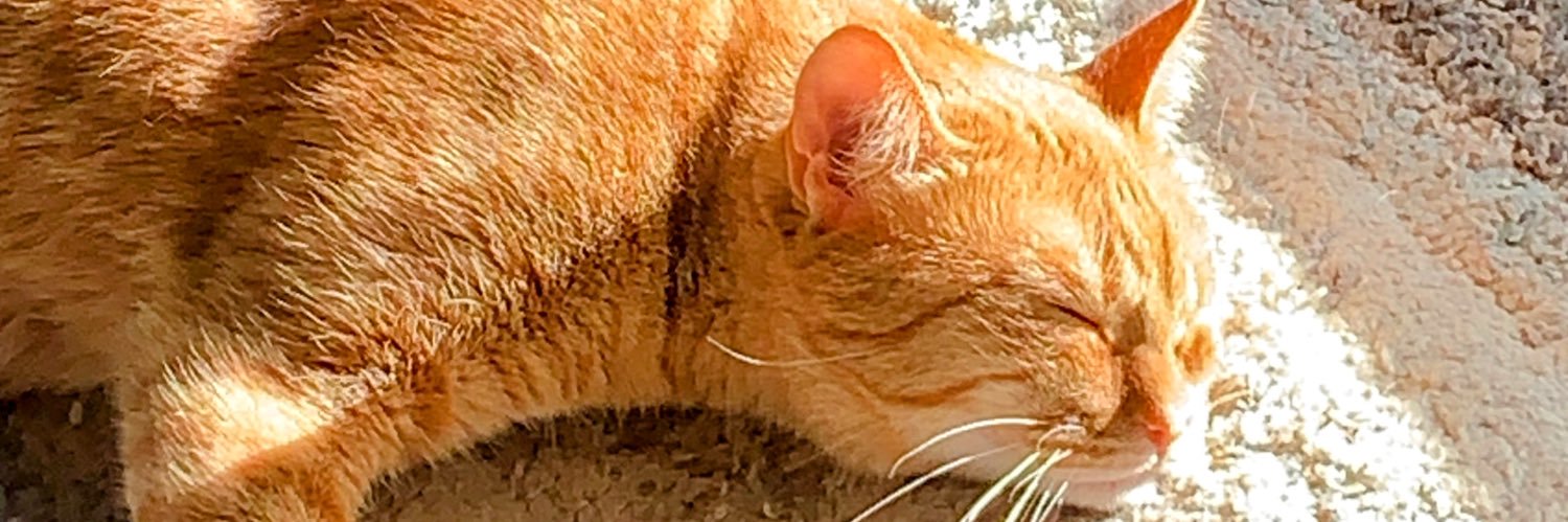 IamRustyCat's profile banner image