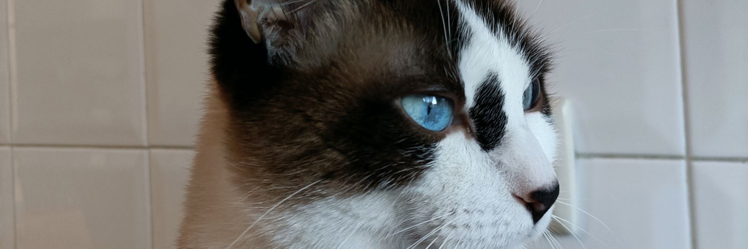 pedroesteves24's profile banner image
