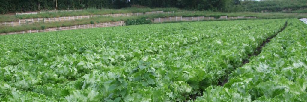LettuceField36h's profile banner image
