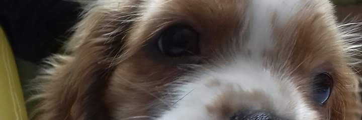 JavierRobayo6's profile banner image