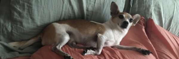 JasonFurie Profile Banner