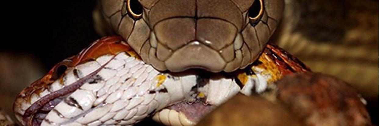 REALLYRUNNINGITUP banner