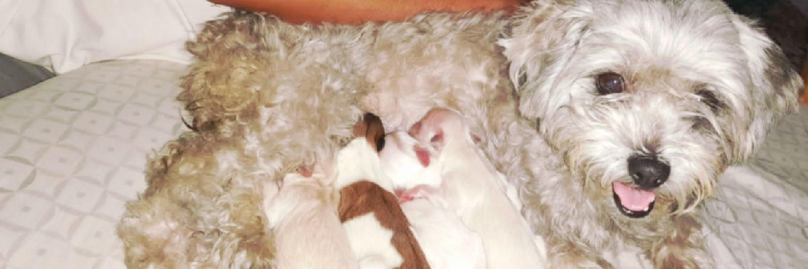 Susana Jiménez 💜 banner