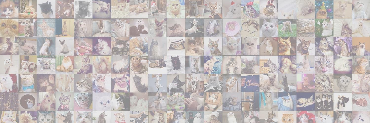 Cats of Instagram banner