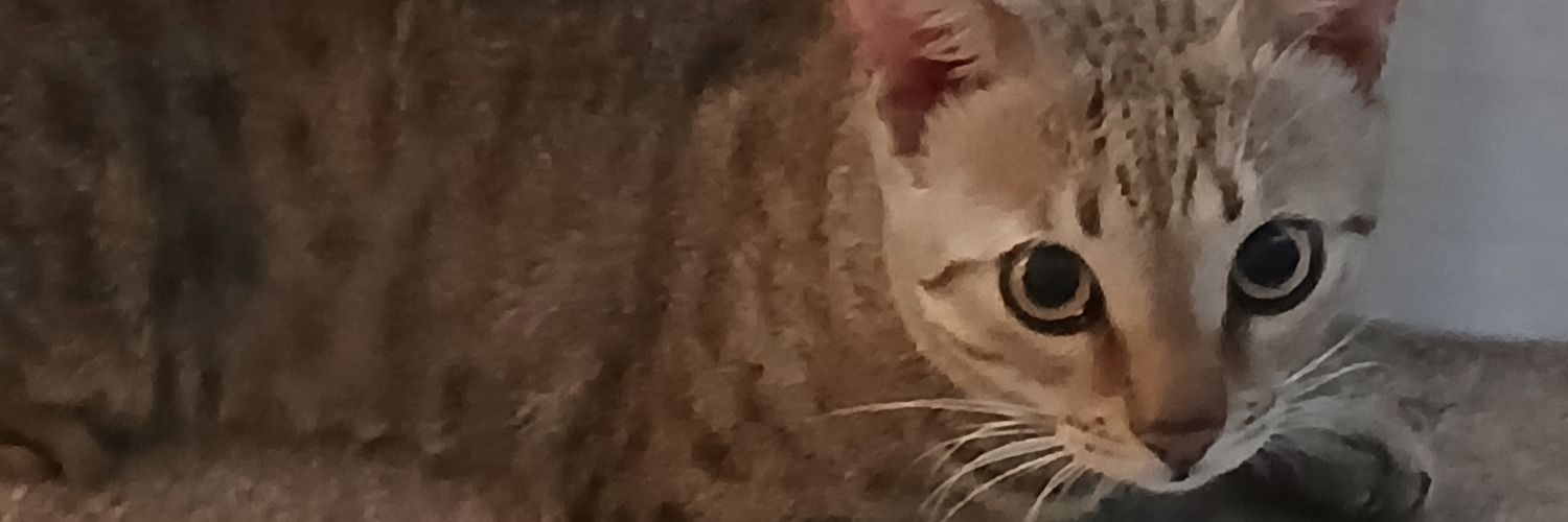 AdedayoAdeyemi1's profile banner image