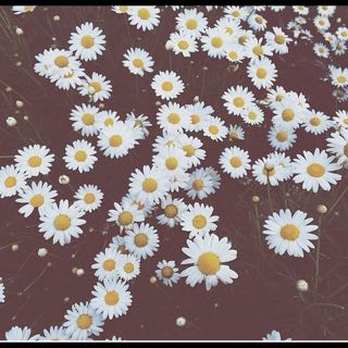AmaliaShlda's profile banner image